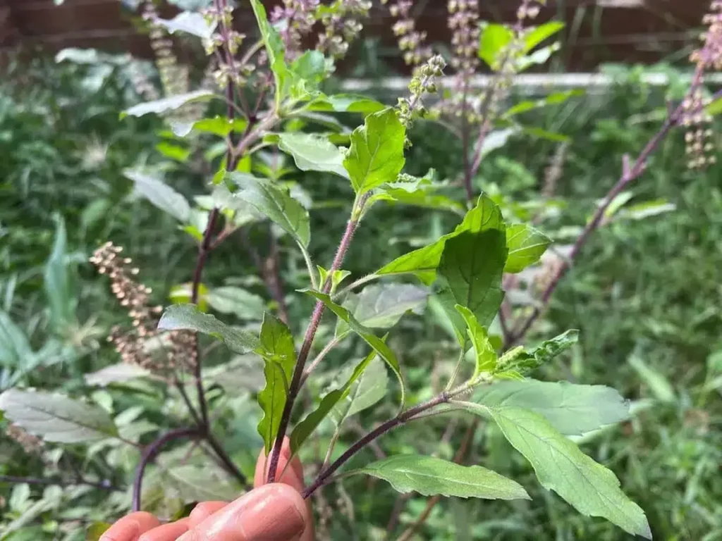 Holding a pluck of Thai holy basil in front of a blurred bush of Thai holy basil.