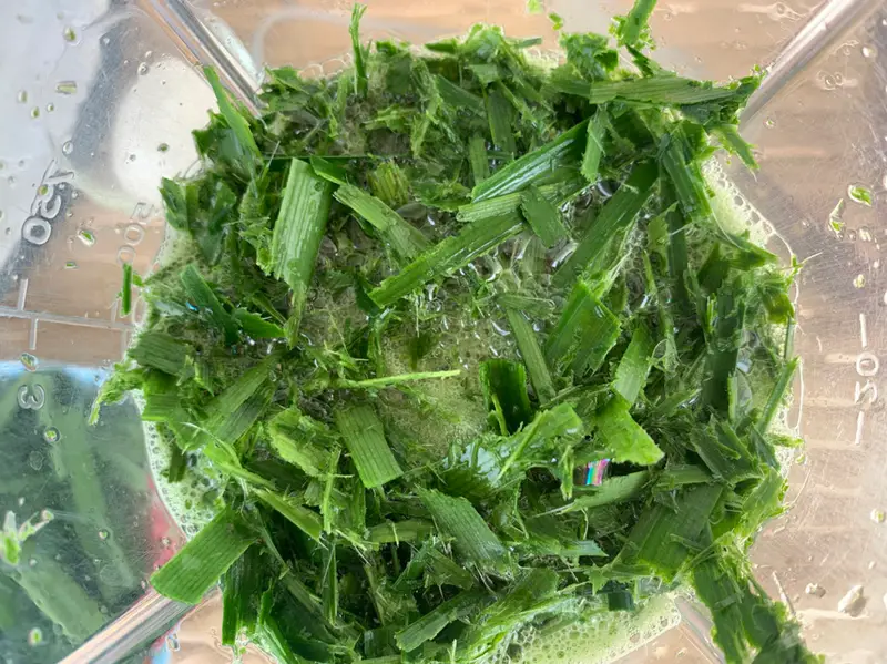 Roughly blended pandan leaves with water in a blender.