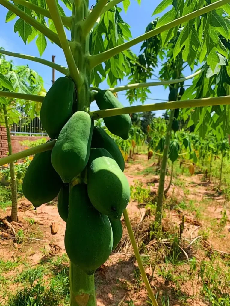 Several flourishing papaya trees under tropical weather conditions, with the foreground tree showcasing hanging papaya fruits.