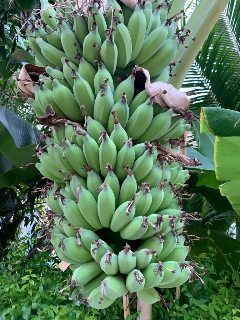 Thai kluay namwa green bananas on a tree.