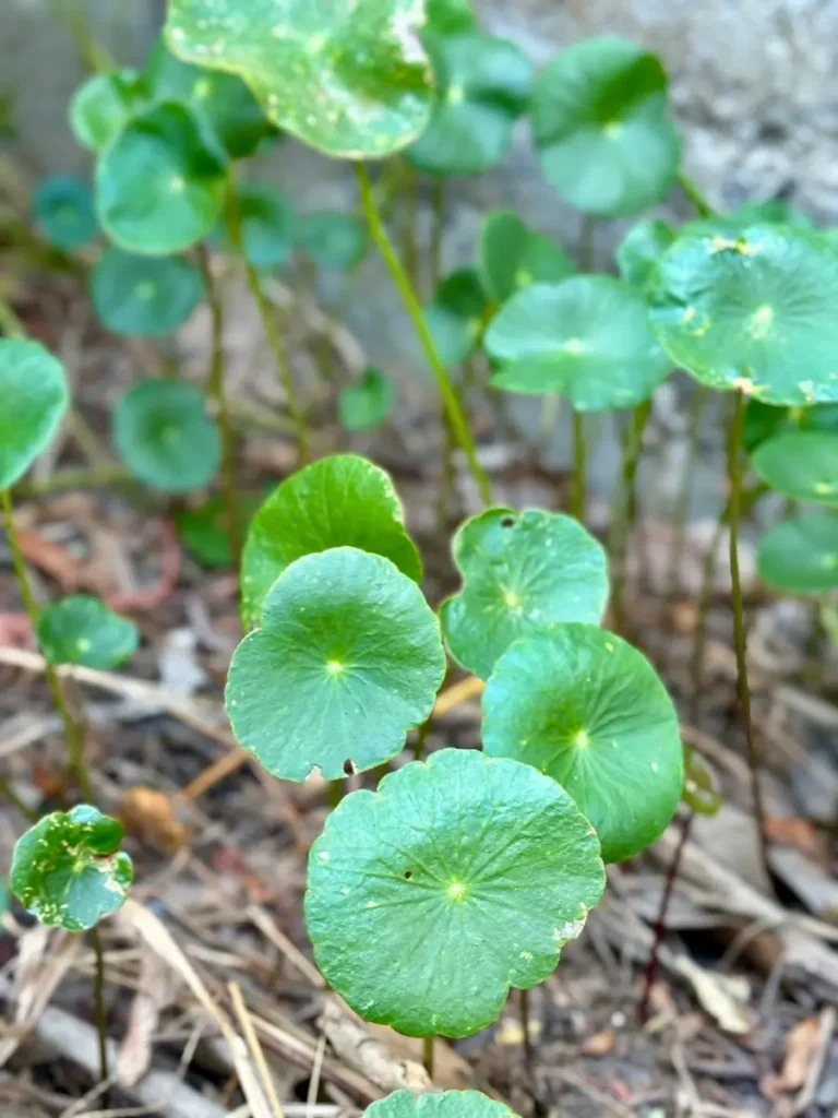 Pennywort leaves growing in the wild.