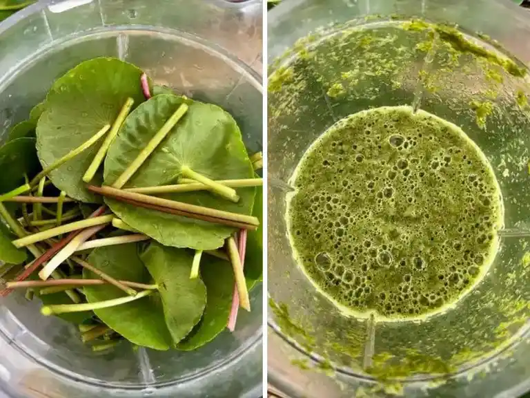 Pennywort juice in a blender before and after mixing.