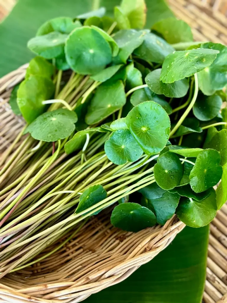 Pennywort leaves in a bamboo basket.