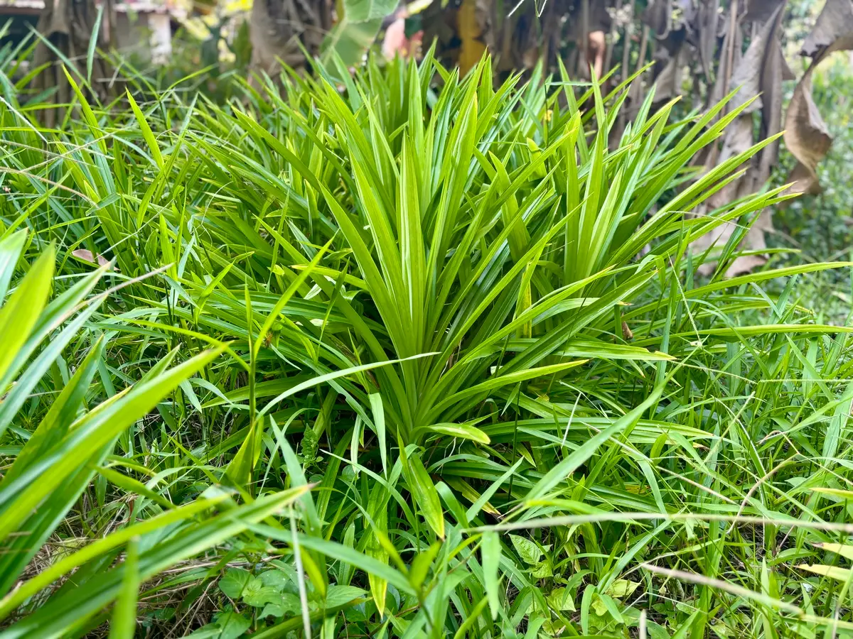 What is Pandan and How to Cook With It?