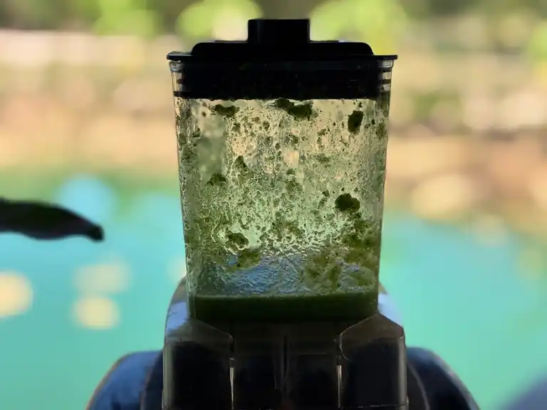 Cilantro sauce prepared in a blender.