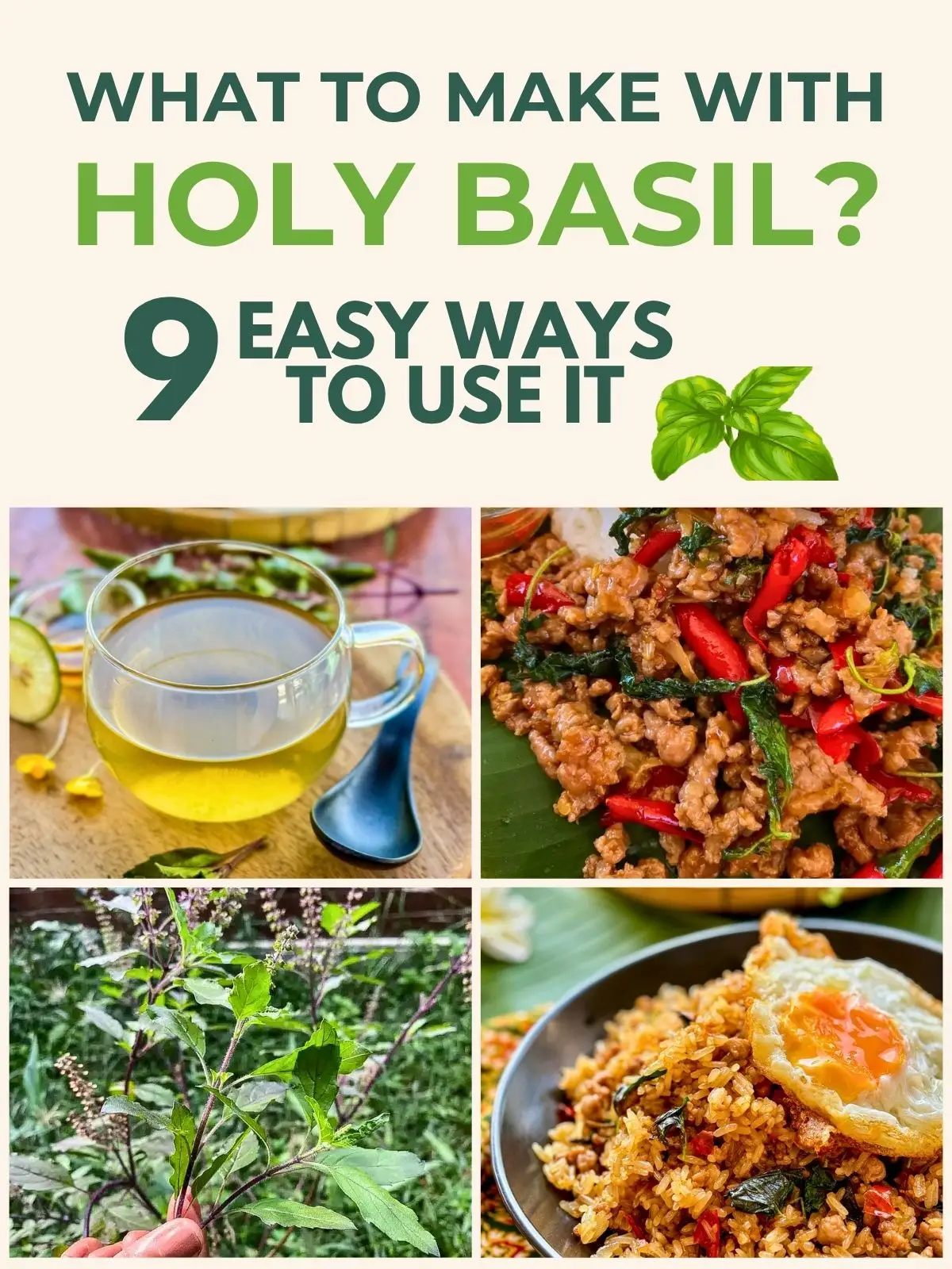 Leftover holy basil inspiration with thai basil tea spicy pad kra pao and fried rice with egg.