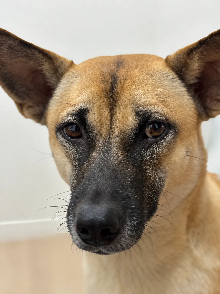 Boba, a tan dog with a dark muzzle