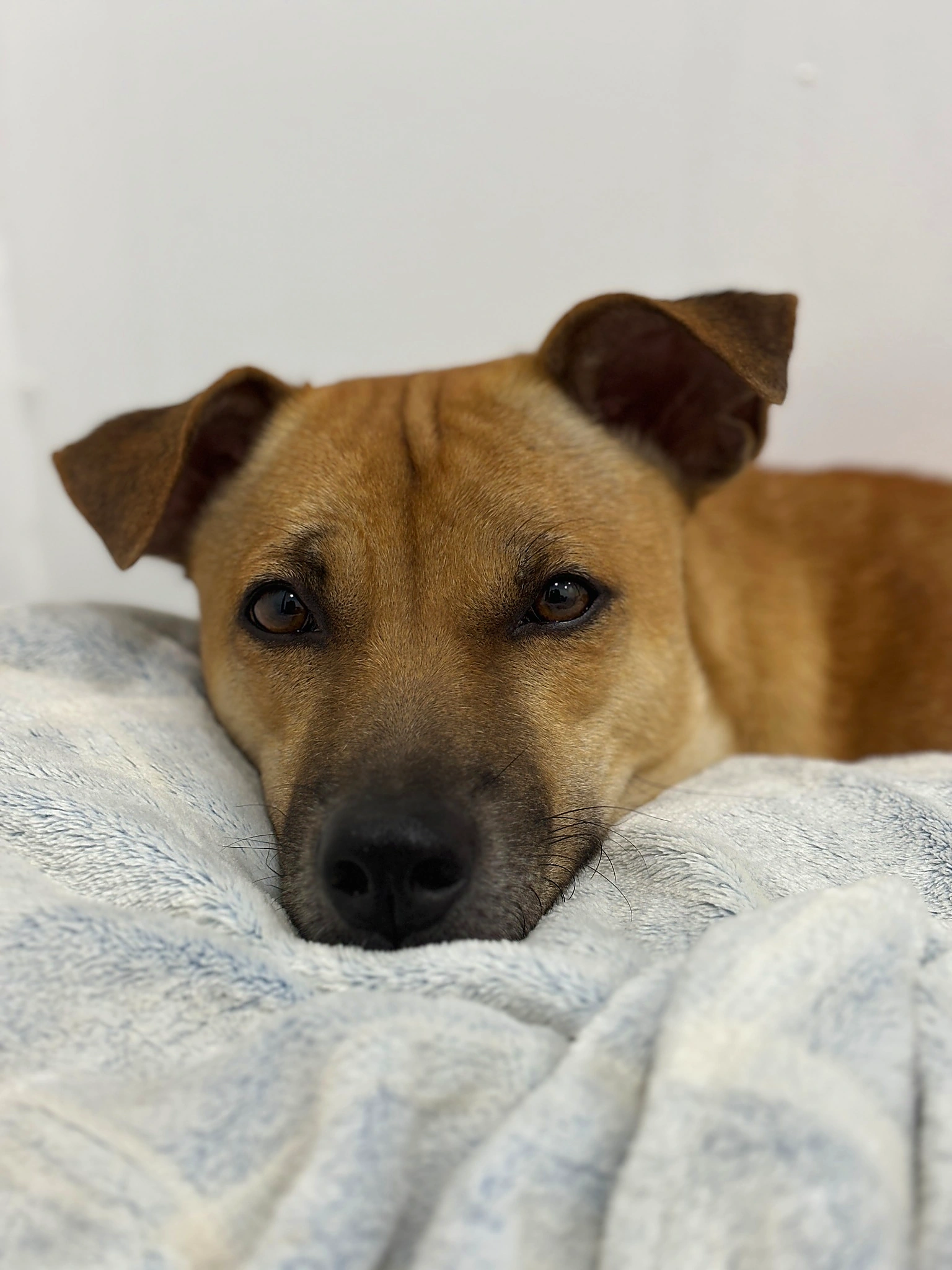Cognac resting his head on a pillow