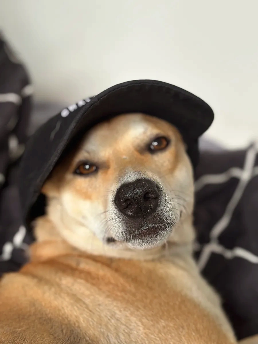 Whisky wearing a black cap